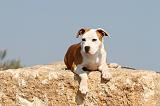 AMSTAFF  PUPPIES 022